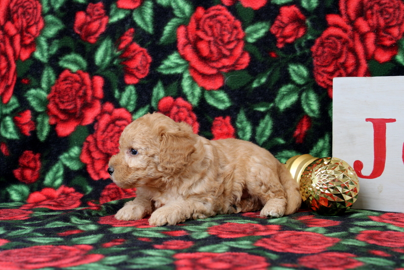 puppy, for, sale, Morkie-Poo, Matthew B. Stoltzfus, dog, breeder, Gap, PA, dog-breeder, puppy-for-sale, forsale, nearby, find, puppyfind, locator, puppylocator, aca